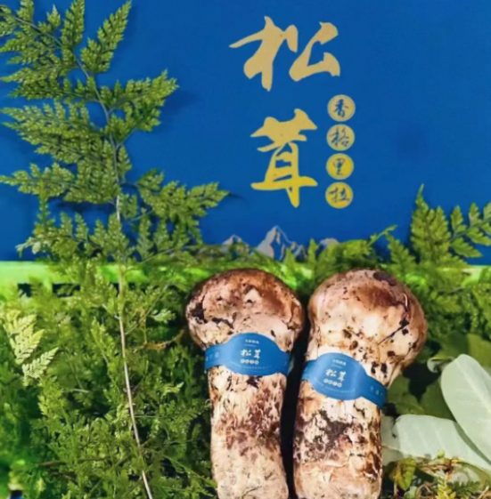 又是一個香格里拉松茸季節“以松茸為始,以松茸為終”