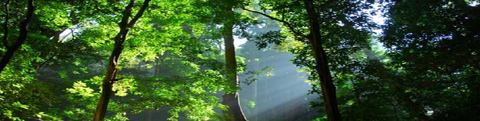 昆明、西雙版納快巴4天游