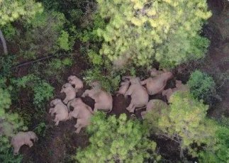 云南大象最新睡姿來了！誰說大象要站著睡覺的姿勢、