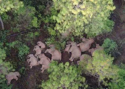 云南大象最新睡姿來了！誰說大象要站著睡覺的姿勢