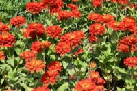 景谷勐臥佛寺雙塔、